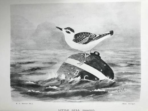 含藏书票！1907年 鸟类收藏者的旋律 12幅彩色数十幅黑白插图 漆布精装16开 商品图14