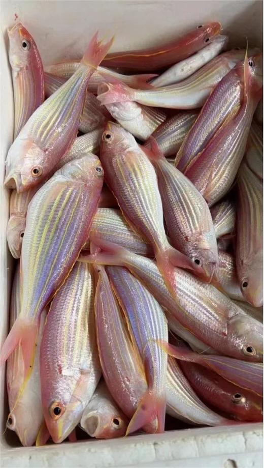 海钓🎣金线鱼也叫红衫鱼🌞美味与营养的双料海鲜💯新鲜 活冻 商品图2