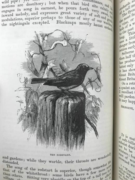 1897年 怀特《塞耳彭自然史》 数十幅版画插图 全真皮精装32开 商品图7