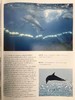 世界鲸鱼与海豚图集 180幅彩色插图 精装大16开 商品缩略图7