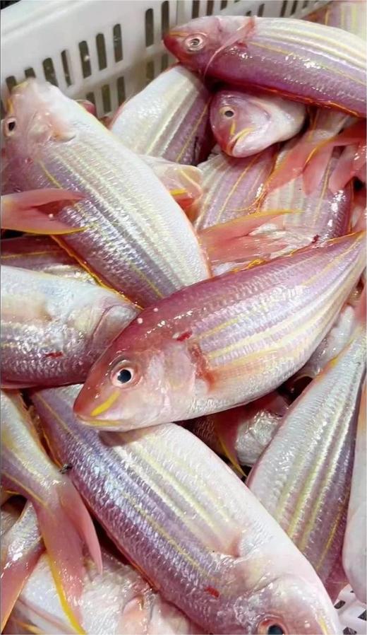海钓🎣金线鱼也叫红衫鱼🌞美味与营养的双料海鲜💯新鲜 活冻 商品图3