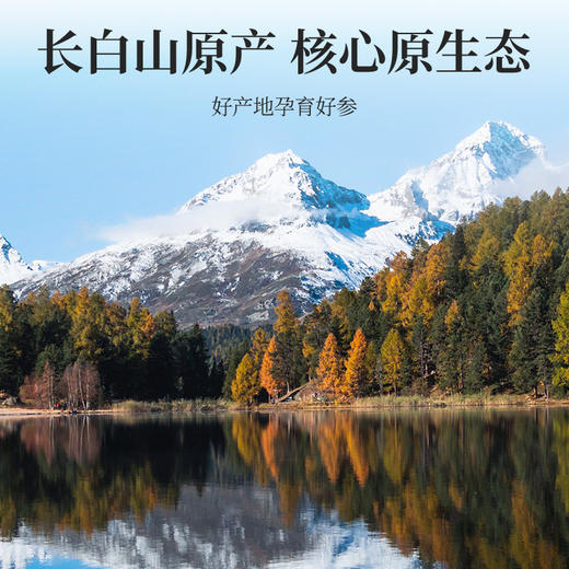 杞里香96g12罐礼盒1.2-1.4cm西洋参-东方万物红色5年黄金参龄长白山西洋参去头，去根，去须，只选用主根腰部以上1.2-1.4mm参片 商品图3