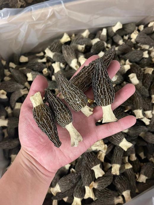 【好品质看得见！云南甄选羊肚菌】精心挑选当季新货，拒绝熏硫、自然晾晒，云南特产羊肚菌干货L 商品图3