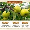 秋梨膏 李时珍本草十九未鲜熬枇杷秋梨膏滋补清润砀山梨膏 商品缩略图3