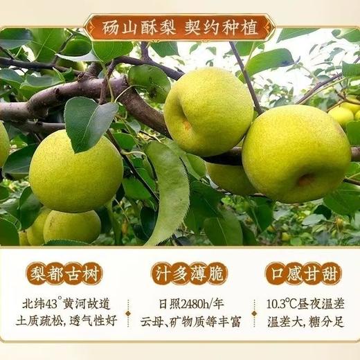 秋梨膏 李时珍本草十九未鲜熬枇杷秋梨膏滋补清润砀山梨膏 商品图3