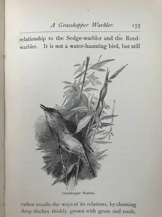 1891年 与鸟类在一起的一年 21幅版画插图 漆布精装32开 商品图12