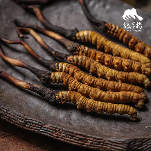 野生高海拔新鲜冬虫夏草（玉树）| 合作生产 * Yushu high altitude fresh Cordyceps sinensis | Partner Production 商品图8