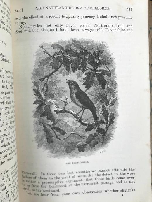 1897年 怀特《塞耳彭自然史》 数十幅版画插图 全真皮精装32开 商品图12