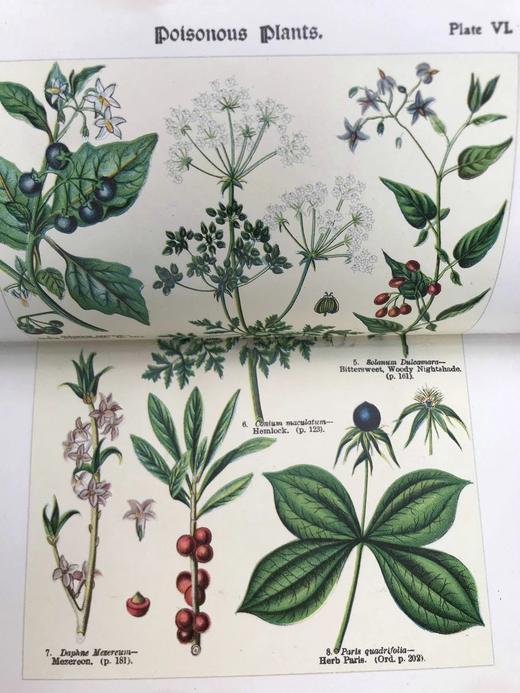 1911年 如何研究野花 12幅彩色折页57幅黑白插图 全真皮精装32开 商品图11