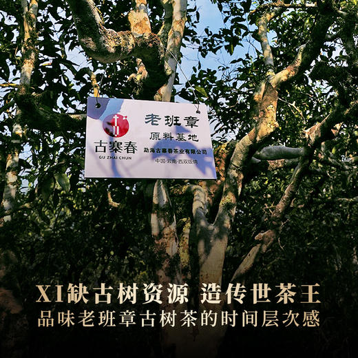 【老班章】云南勐海头春古树茶，2020年-2022年跨3年份拼配200g/饼，普洱茶生茶 商品图5