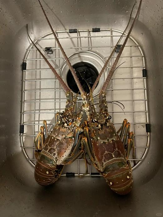 古巴龙虾活冻 商品图2