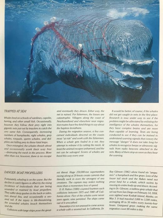 雅克·库斯托鲸鱼图集 283幅插图（200余幅彩色） 精装大16开 商品图10