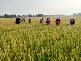  小麦赤霉病高发，谦益基地也未能幸免，差点全军覆没…… 