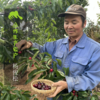 生态盐源樱桃（买2份送1份） | 合作生产 * Ecological Yanyuan Cherry | Coproduction 商品缩略图1