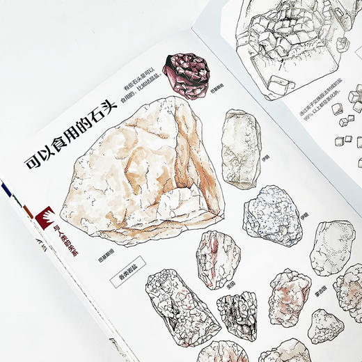石头的生命故事 商品图2