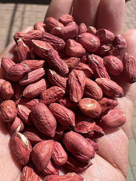 水果瘪花生米，吃起来甜甜的，肉筋道，生吃养胃，越吃越甜，1.5斤/袋