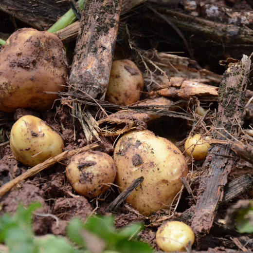 黄心老品种土豆｜三峡高山马尔科洋芋 马铃薯 富硒恩施土豆 4.5-5斤/箱 商品图1