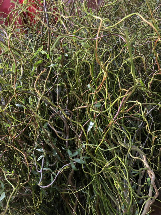 青龙柳 商品图4