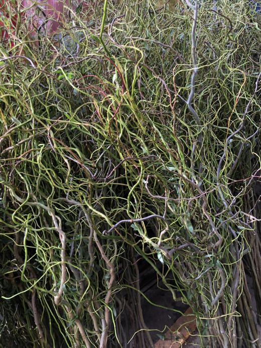 青龙柳 商品图1