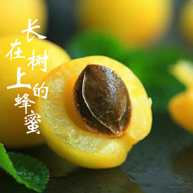 【新疆好物】新疆轮台小白杏  “白色蜂蜜”  2斤装  3斤装