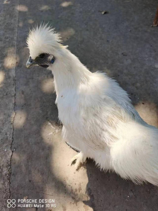 农场溜达鸡，现杀，天热了冰鲜，肉质紧实，香！ 商品图1