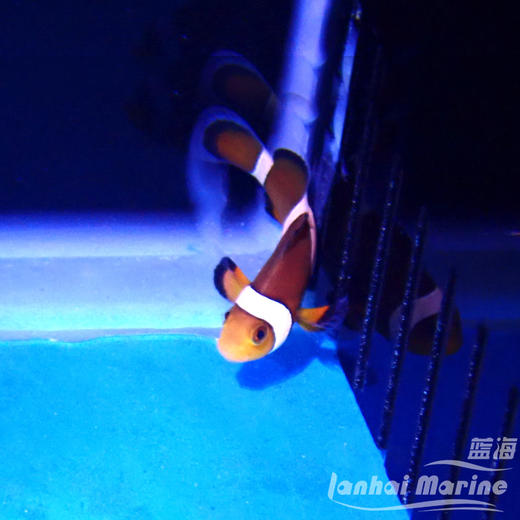 人工公子小丑 商品图2