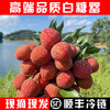 现摘现发广东茂名高州荔枝新鲜白糖罂荔枝（高州根子镇贡园荔枝园）5斤/10斤 商品缩略图6