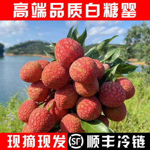 现摘现发广东茂名高州荔枝新鲜白糖罂荔枝（高州根子镇贡园荔枝园）5斤/10斤 商品图6