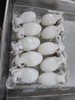 赵海10头墨鱼仔350克 商品缩略图0