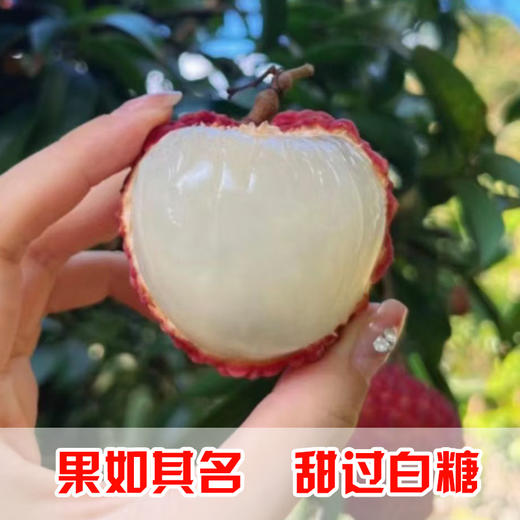 现摘现发广东茂名高州荔枝新鲜白糖罂荔枝（高州根子镇贡园荔枝园）5斤/10斤 商品图2