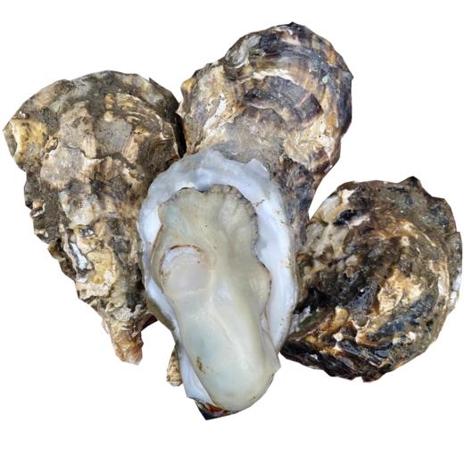 生蚝鲜活牡蛎新鲜特大海蛎子蒜蓉烧烤海鲜水产一箱装包邮 商品图4