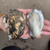 生蚝鲜活牡蛎新鲜特大海蛎子蒜蓉烧烤海鲜水产一箱装包邮 商品缩略图1