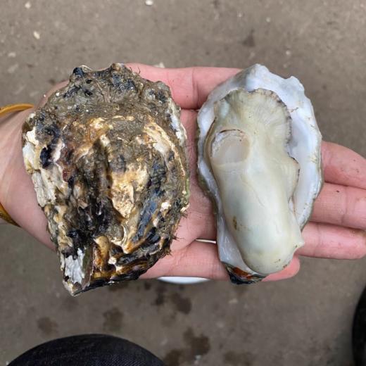 生蚝鲜活牡蛎新鲜特大海蛎子蒜蓉烧烤海鲜水产一箱装包邮 商品图1