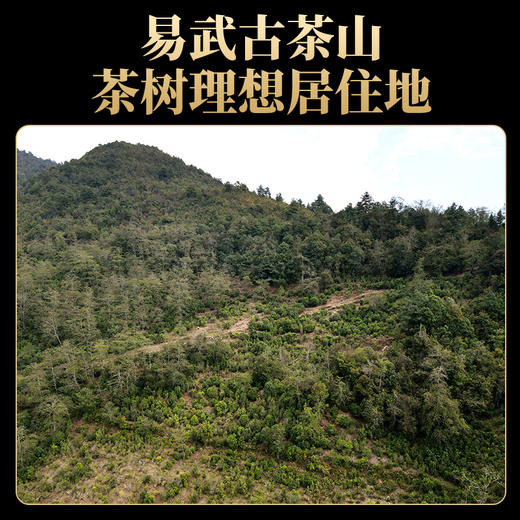 德丰昌普洱熟茶手撕饼【易武熟普】200克/饼 商品图6