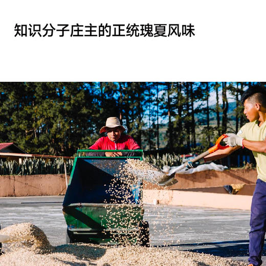 巴拿马 玛玛卡特瑰夏 水洗/日晒手冲咖啡豆 商品图3