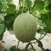 新疆双色蜜瓜经典组合 新疆时令水果 特产 商品缩略图5