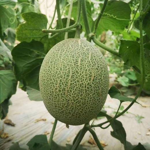新疆双色蜜瓜经典组合 新疆时令水果 特产 商品图5