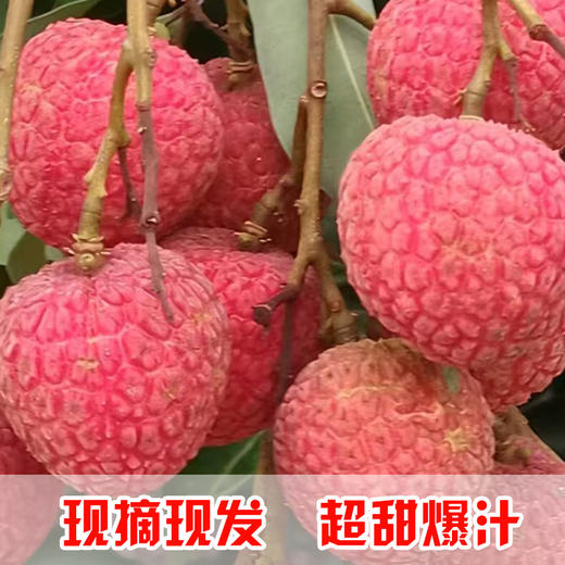 现摘现发广东茂名高州荔枝新鲜白糖罂荔枝（高州根子镇贡园荔枝园）5斤/10斤 商品图4