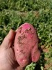 【助残商品】丽江永胜露天新鲜红皮小土豆 商品缩略图1