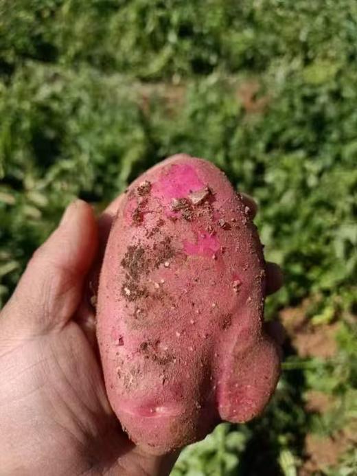 【助残商品】丽江永胜露天新鲜红皮小土豆 商品图1