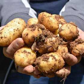 【严选】恩施高山小土豆2500g/箱   （厂家直发）