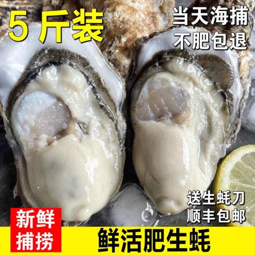 生蚝鲜活牡蛎新鲜特大海蛎子蒜蓉烧烤海鲜水产一箱装包邮 商品图0