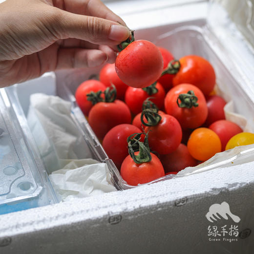 生态圣女果（湖北） | 合作生产 *Eco- tomato | Coprodution 商品图3