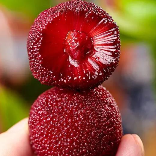 杨梅 约500g/桶  |水果 商品图3