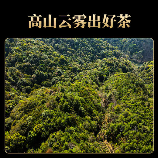 德丰昌普洱熟茶手撕饼【布朗熟普】200克/饼 商品图3