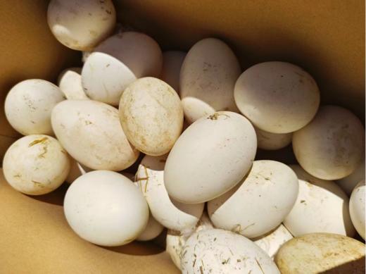 礼盒30枚鹅蛋 商品图2