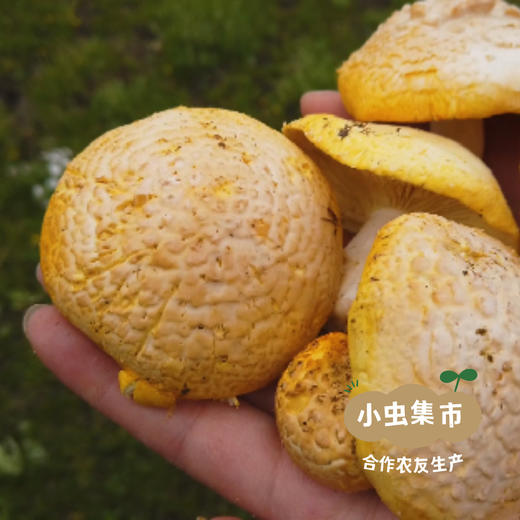 野生石渠白菌 50g/袋 | 合作农友生产，来自四川甘孜石渠县，生产者：李建程和石渠县藏族农牧民 &【公平贸易农人定价】 商品图10