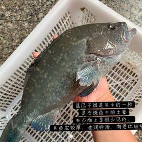 瓜子斑鱼(约1.4-1.5斤）超重补差价 /条 /条