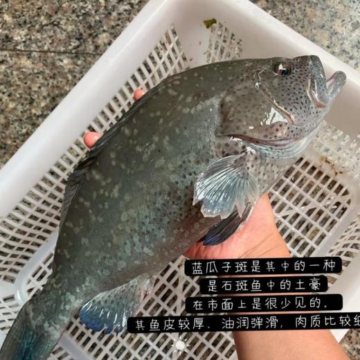 瓜子斑鱼(约1.4-1.5斤）超重补差价 /条 /条 商品图0