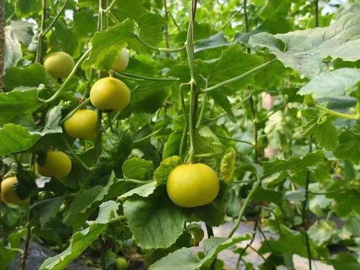 鎏金小蜜罐甜瓜 商品图1